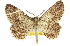  (Thallogama nigraria - 11ANIC-03120)  @11 [ ] CreativeCommons - Attribution (2011) ANIC/CBG Photography Group Centre for Biodiversity Genomics