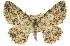  ( - 11ANIC-03122)  @11 [ ] CreativeCommons - Attribution (2011) ANIC/CBG Photography Group Centre for Biodiversity Genomics