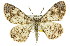  ( - 11ANIC-03125)  @14 [ ] CreativeCommons - Attribution (2011) ANIC/CBG Photography Group Centre for Biodiversity Genomics