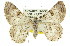  ( - 11ANIC-03126)  @14 [ ] CreativeCommons - Attribution (2011) ANIC/CBG Photography Group Centre for Biodiversity Genomics