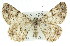  ( - 11ANIC-03127)  @14 [ ] CreativeCommons - Attribution (2011) ANIC/CBG Photography Group Centre for Biodiversity Genomics