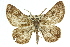  ( - 11ANIC-03128)  @14 [ ] CreativeCommons - Attribution (2011) ANIC/CBG Photography Group Centre for Biodiversity Genomics