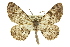  ( - 11ANIC-03130)  @14 [ ] CreativeCommons - Attribution (2011) ANIC/CBG Photography Group Centre for Biodiversity Genomics