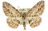  ( - 11ANIC-03134)  @14 [ ] CreativeCommons - Attribution (2011) ANIC/CBG Photography Group Centre for Biodiversity Genomics