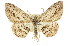  ( - 11ANIC-03135)  @14 [ ] CreativeCommons - Attribution (2011) ANIC/CBG Photography Group Centre for Biodiversity Genomics