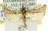  ( - 11ANIC-03137)  @13 [ ] CreativeCommons - Attribution (2011) ANIC/CBG Photography Group Centre for Biodiversity Genomics