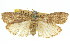  ( - 11ANIC-03139)  @11 [ ] CreativeCommons - Attribution (2011) ANIC/CBG Photography Group Centre for Biodiversity Genomics