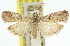  ( - 11ANIC-03147)  @11 [ ] CreativeCommons - Attribution (2011) ANIC/CBG Photography Group Centre for Biodiversity Genomics