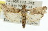  ( - 11ANIC-03148)  @11 [ ] CreativeCommons - Attribution (2011) ANIC/CBG Photography Group Centre for Biodiversity Genomics