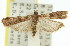  ( - 11ANIC-03173)  @13 [ ] CreativeCommons - Attribution (2011) ANIC/CBG Photography Group Centre for Biodiversity Genomics