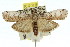  ( - 11ANIC-03203)  @13 [ ] CreativeCommons - Attribution (2011) ANIC/CBG Photography Group Centre for Biodiversity Genomics