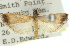  ( - 11ANIC-03209)  @11 [ ] CreativeCommons - Attribution (2011) ANIC/CBG Photography Group Centre for Biodiversity Genomics