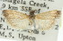  ( - 11ANIC-03211)  @11 [ ] CreativeCommons - Attribution (2011) ANIC/CBG Photography Group Centre for Biodiversity Genomics
