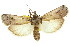  ( - 11ANIC-03213)  @11 [ ] CreativeCommons - Attribution (2011) ANIC/CBG Photography Group Centre for Biodiversity Genomics