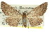  ( - 11ANIC-03251)  @11 [ ] CreativeCommons - Attribution (2011) ANIC/CBG Photography Group Centre for Biodiversity Genomics