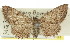 ( - 11ANIC-03252)  @11 [ ] CreativeCommons - Attribution (2011) ANIC/CBG Photography Group Centre for Biodiversity Genomics