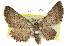  ( - 11ANIC-03253)  @13 [ ] CreativeCommons - Attribution (2011) ANIC/CBG Photography Group Centre for Biodiversity Genomics
