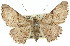 ( - 11ANIC-03262)  @14 [ ] CreativeCommons - Attribution (2011) ANIC/CBG Photography Group Centre for Biodiversity Genomics