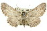  ( - 11ANIC-03276)  @15 [ ] CreativeCommons - Attribution (2011) ANIC/CBG Photography Group Centre for Biodiversity Genomics