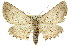  (Cleora nesiotis - 11ANIC-03300)  @15 [ ] CreativeCommons - Attribution (2011) ANIC/CBG Photography Group Centre for Biodiversity Genomics