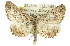  ( - 11ANIC-03302)  @14 [ ] CreativeCommons - Attribution (2011) ANIC/CBG Photography Group Centre for Biodiversity Genomics