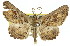  ( - 11ANIC-03303)  @14 [ ] CreativeCommons - Attribution (2011) ANIC/CBG Photography Group Centre for Biodiversity Genomics