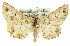  ( - 11ANIC-03304)  @15 [ ] CreativeCommons - Attribution (2011) ANIC/CBG Photography Group Centre for Biodiversity Genomics
