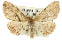  ( - 11ANIC-03320)  @11 [ ] CreativeCommons - Attribution (2011) ANIC/CBG Photography Group Centre for Biodiversity Genomics