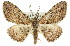  (Boarmia sp. ANIC2 - 11ANIC-03321)  @11 [ ] CreativeCommons - Attribution (2011) ANIC/CBG Photography Group Centre for Biodiversity Genomics