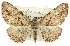  ( - 11ANIC-03322)  @11 [ ] CreativeCommons - Attribution (2011) ANIC/CBG Photography Group Centre for Biodiversity Genomics