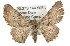  ( - 11ANIC-03323)  @14 [ ] CreativeCommons - Attribution (2011) ANIC/CBG Photography Group Centre for Biodiversity Genomics