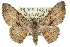  ( - 11ANIC-03325)  @14 [ ] CreativeCommons - Attribution (2011) ANIC/CBG Photography Group Centre for Biodiversity Genomics