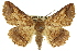  (Boarmia sp. ANIC5 - 11ANIC-03328)  @15 [ ] CreativeCommons - Attribution (2011) ANIC/CBG Photography Group Centre for Biodiversity Genomics