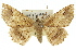  ( - 11ANIC-03329)  @14 [ ] CreativeCommons - Attribution (2011) ANIC/CBG Photography Group Centre for Biodiversity Genomics