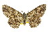  (Boarmia panconita - 11ANIC-03333)  @11 [ ] CreativeCommons - Attribution (2011) ANIC/CBG Photography Group Centre for Biodiversity Genomics