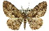  ( - 11ANIC-03335)  @11 [ ] CreativeCommons - Attribution (2011) ANIC/CBG Photography Group Centre for Biodiversity Genomics