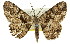  ( - 11ANIC-03336)  @11 [ ] CreativeCommons - Attribution (2011) ANIC/CBG Photography Group Centre for Biodiversity Genomics