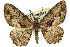  ( - 11ANIC-03339)  @11 [ ] CreativeCommons - Attribution (2011) ANIC/CBG Photography Group Centre for Biodiversity Genomics