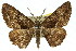  ( - 11ANIC-03340)  @13 [ ] CreativeCommons - Attribution (2011) ANIC/CBG Photography Group Centre for Biodiversity Genomics