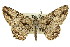  (Boarmia phloepa - 11ANIC-03342)  @11 [ ] CreativeCommons - Attribution (2011) ANIC/CBG Photography Group Centre for Biodiversity Genomics