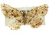  ( - 11ANIC-03343)  @11 [ ] CreativeCommons - Attribution (2011) ANIC/CBG Photography Group Centre for Biodiversity Genomics