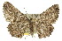  ( - 11ANIC-03344)  @14 [ ] CreativeCommons - Attribution (2011) ANIC/CBG Photography Group Centre for Biodiversity Genomics