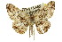  ( - 11ANIC-03346)  @15 [ ] CreativeCommons - Attribution (2011) ANIC/CBG Photography Group Centre for Biodiversity Genomics