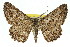  ( - 11ANIC-03348)  @15 [ ] CreativeCommons - Attribution (2011) ANIC/CBG Photography Group Centre for Biodiversity Genomics