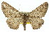  ( - 11ANIC-03349)  @14 [ ] CreativeCommons - Attribution (2011) ANIC/CBG Photography Group Centre for Biodiversity Genomics