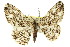  (Boarmia sp. ANIC7 - 11ANIC-03357)  @11 [ ] CreativeCommons - Attribution (2011) ANIC/CBG Photography Group Centre for Biodiversity Genomics