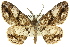  (Boarmia platyleuca - 11ANIC-03359)  @11 [ ] CreativeCommons - Attribution (2011) ANIC/CBG Photography Group Centre for Biodiversity Genomics