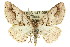  ( - 11ANIC-03366)  @14 [ ] CreativeCommons - Attribution (2011) ANIC/CBG Photography Group Centre for Biodiversity Genomics