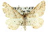  ( - 11ANIC-03367)  @14 [ ] CreativeCommons - Attribution (2011) ANIC/CBG Photography Group Centre for Biodiversity Genomics