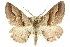 ( - 11ANIC-03369)  @14 [ ] CreativeCommons - Attribution (2011) ANIC/CBG Photography Group Centre for Biodiversity Genomics